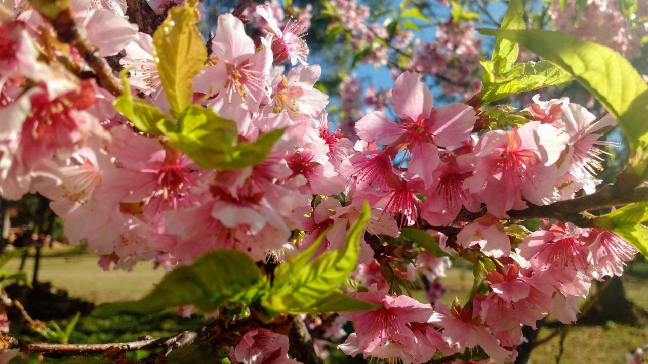 Fazenda Sakura Brotas Exterior foto